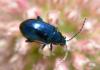 264992 – Photo : Christian Berquer – France (50)